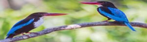 Bird Watching Activity In Andaman